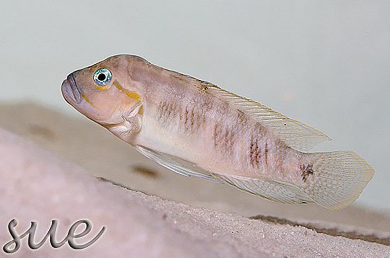 Telmatochromis cf. temporalis 'Mtoto'